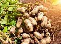 Groundnuts