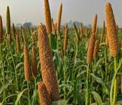 Millet